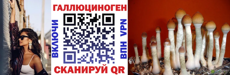 Купить  Ачхой-Мартан  Псилоцибиновые грибы GOLDEN TEACHER 